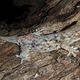The newly described fish-scale gecko, Geckolepis megalepis. (Image: F. Glaw)